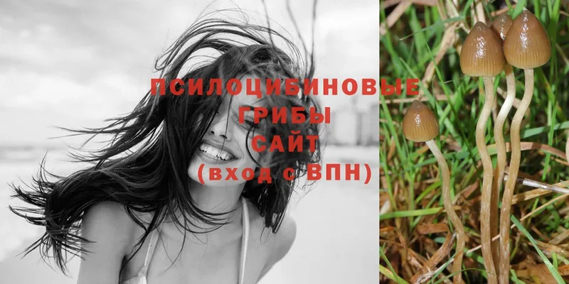 Галлюциногенные грибы Psilocybe  Белозерск 